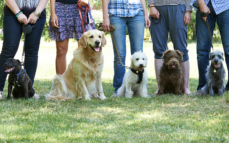dog park
