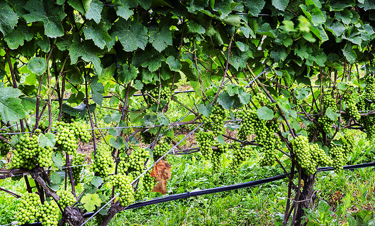 grapes